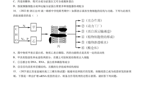 第6讲细胞质和生物膜系统（练习）（原卷版）_2024年新高考资料_1.2024一轮复习_2024年高考生物一轮复习讲练测（新教材新高考）