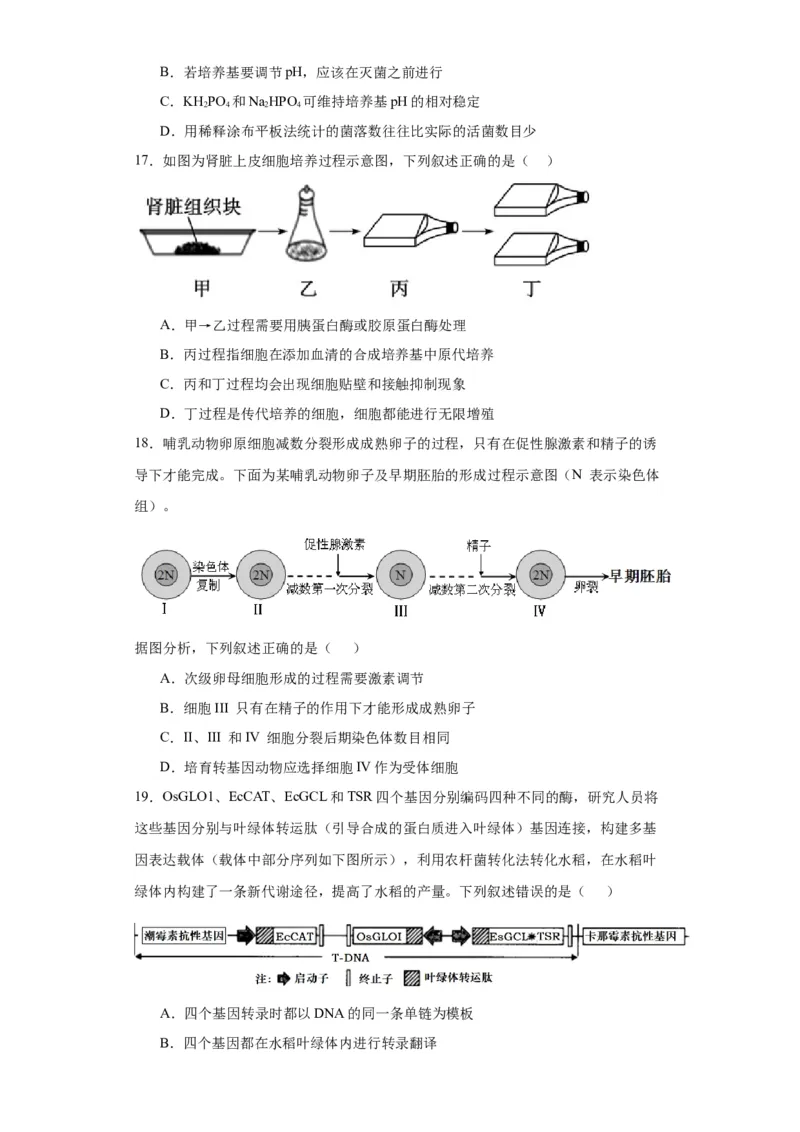 第十单元生物技术与工程（测试卷）（原卷版）_2024年新高考资料_3.2024专项复习_备战2024年高考生物一轮复习重难点专项突破