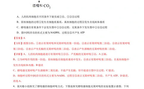 考点通关卷09细胞呼吸（解析版）_2024年新高考资料_1.2024一轮复习_2024年高考生物一轮复习考点通关卷（新高考通用）_考点通关卷09+细胞呼吸-2024年高考生物一轮复习考点通关卷