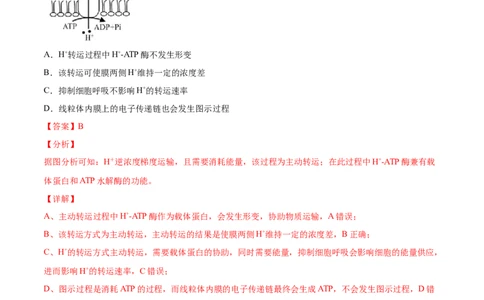 专题02物质进出细胞、酶和ATP-2021年高考生物真题与模拟题分类训练（教师版含解析）_新高考复习资料_2023年新高考复习资料_一轮复习_2023年新高考大一轮复习讲义