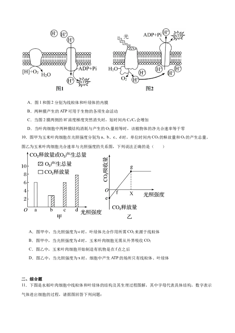 考点通关卷11细胞代谢综合分析（原卷版）_2024年新高考资料_1.2024一轮复习_2024年高考生物一轮复习考点通关卷（新高考通用）