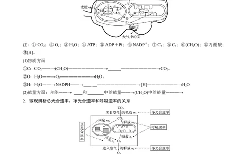 考点通关卷11细胞代谢综合分析（原卷版）_2024年新高考资料_1.2024一轮复习_2024年高考生物一轮复习考点通关卷（新高考通用）