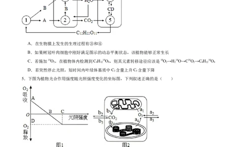 考点通关卷11细胞代谢综合分析（原卷版）_2024年新高考资料_1.2024一轮复习_2024年高考生物一轮复习考点通关卷（新高考通用）