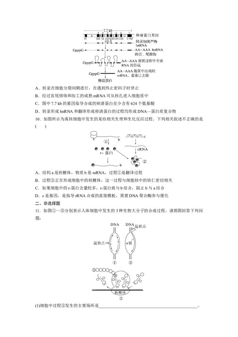 第6单元　课时练3　基因的概念与表达_2024年新高考资料_1.2024一轮复习_2024年高考生物一轮复习讲义（新人教版）_学生版在此文件夹_一轮复习69练_第六单元　遗传的物质基础