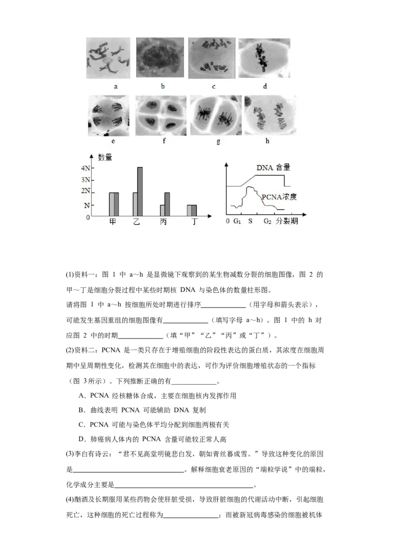 第四单元细胞的生命历程（测试卷）（原卷版)_2024年新高考资料_3.2024专项复习_备战2024年高考生物一轮复习重难点专项突破