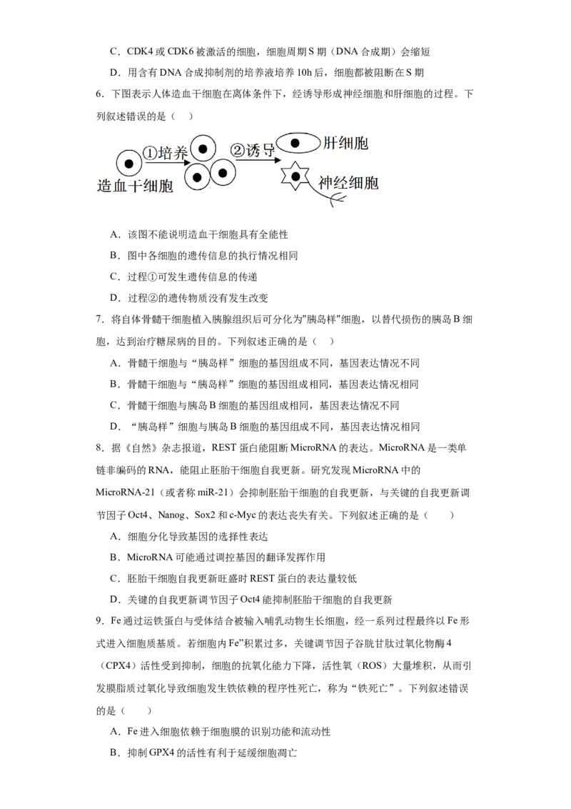 第四单元细胞的生命历程（测试卷）（原卷版)_2024年新高考资料_3.2024专项复习_备战2024年高考生物一轮复习重难点专项突破