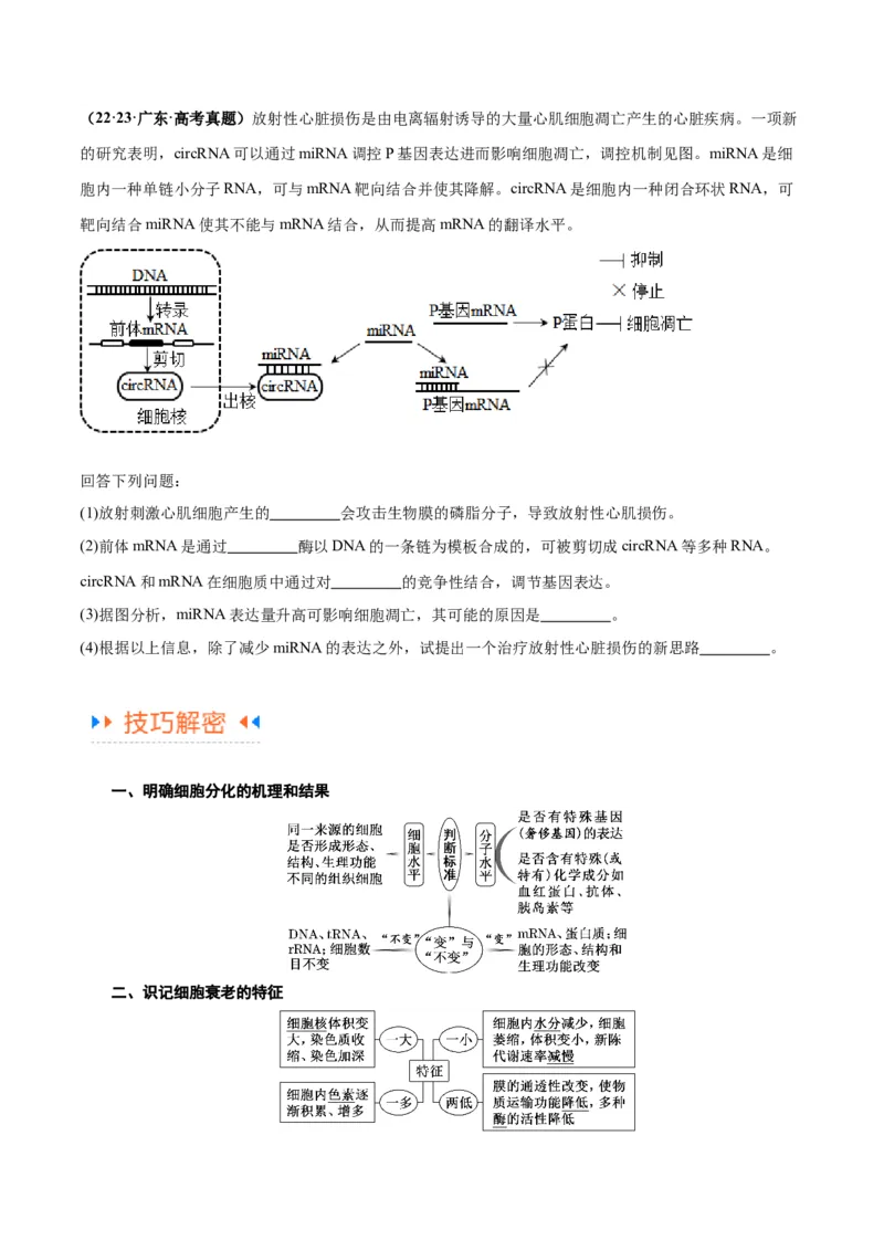 专题03细胞的生命历程（讲义）（原卷版）_新高考复习资料_2024年新高考复习资料_二轮复习资料_高频考点解密2024年高考生物二轮复习高频考点追踪与预测（新高考专用）_讲义