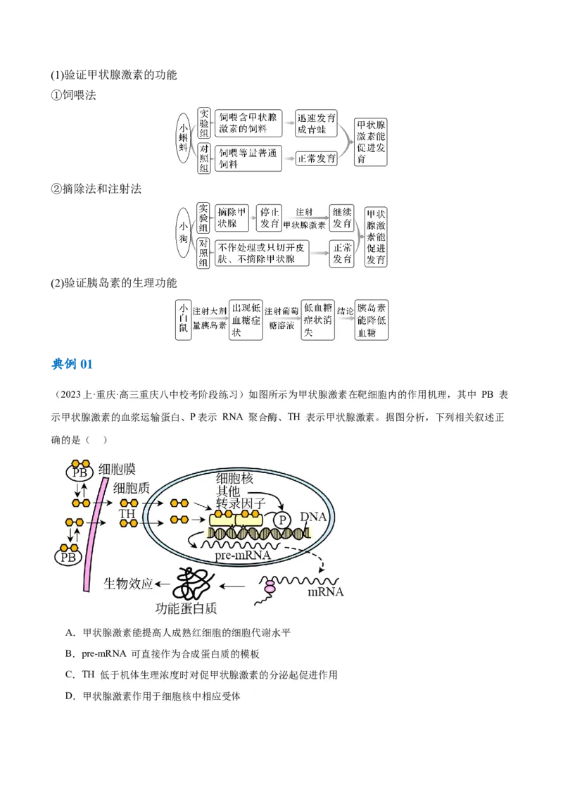 专题07动物生命活动的调节（讲义）（原卷版）_新高考复习资料_2024年新高考复习资料_二轮复习资料_高频考点解密2024年高考生物二轮复习高频考点追踪与预测（新高考专用）_讲义