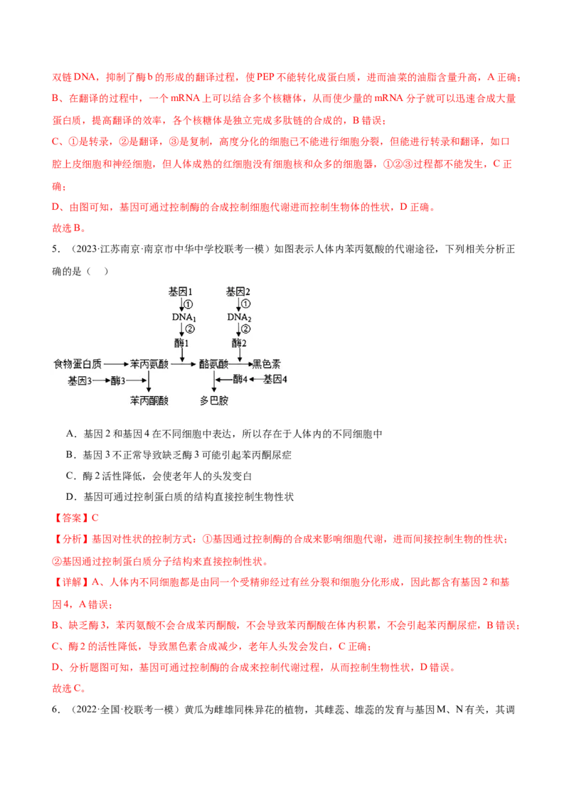 考点通关卷22基因的表达、基因与性状的关系（解析版）_2024年新高考资料_1.2024一轮复习_2024年高考生物一轮复习考点通关卷（新高考通用）