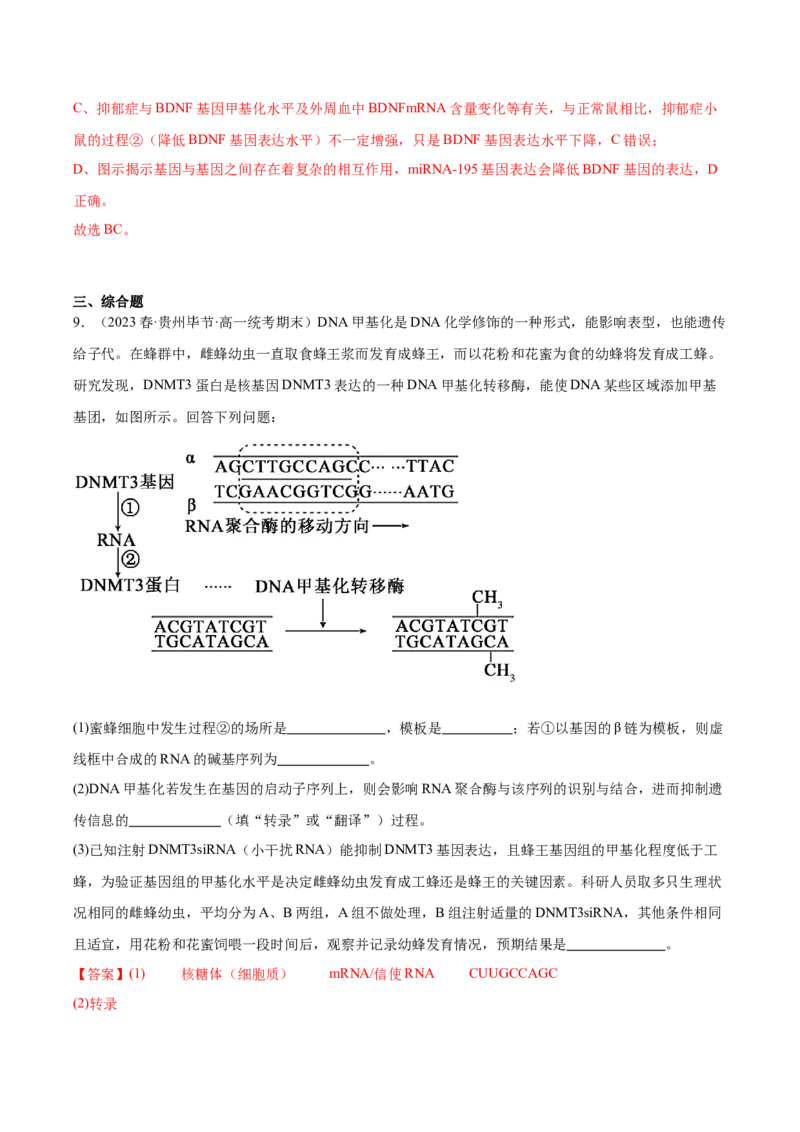 考点通关卷22基因的表达、基因与性状的关系（解析版）_2024年新高考资料_1.2024一轮复习_2024年高考生物一轮复习考点通关卷（新高考通用）