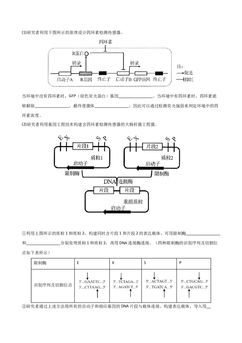 黄金卷01（考试版）-赢在高考&middot;黄金8卷备战2024年高考生物模拟卷（北京专用）_2024年新高考资料_4.2024高考模拟预测试卷