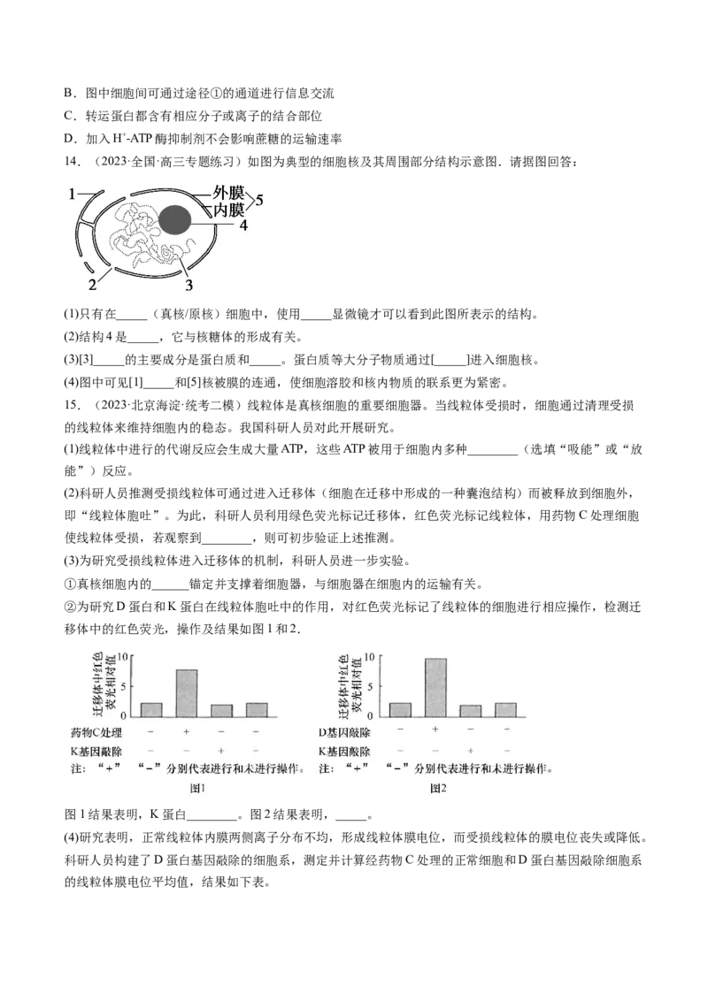 第5讲细胞膜和细胞核（练习）（原卷版）_2024年新高考资料_1.2024一轮复习_2024年高考生物一轮复习讲练测（新教材新高考）