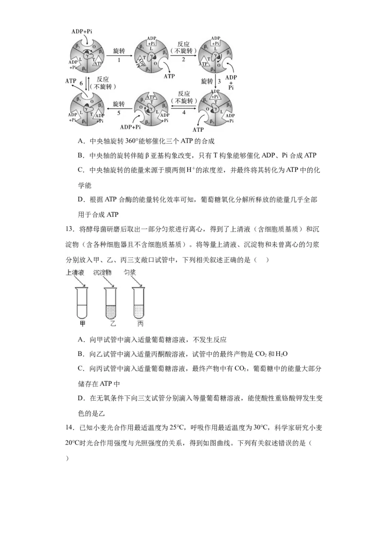 第三单元细胞的代谢（测试卷）（原卷版)_2024年新高考资料_3.2024专项复习_备战2024年高考生物一轮复习重难点专项突破