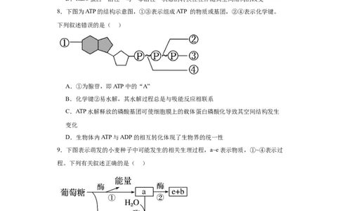 第三单元细胞的代谢（测试卷）（原卷版)_2024年新高考资料_3.2024专项复习_备战2024年高考生物一轮复习重难点专项突破