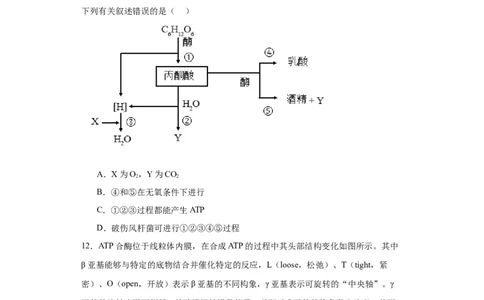 第三单元细胞的代谢（测试卷）（原卷版)_2024年新高考资料_3.2024专项复习_备战2024年高考生物一轮复习重难点专项突破