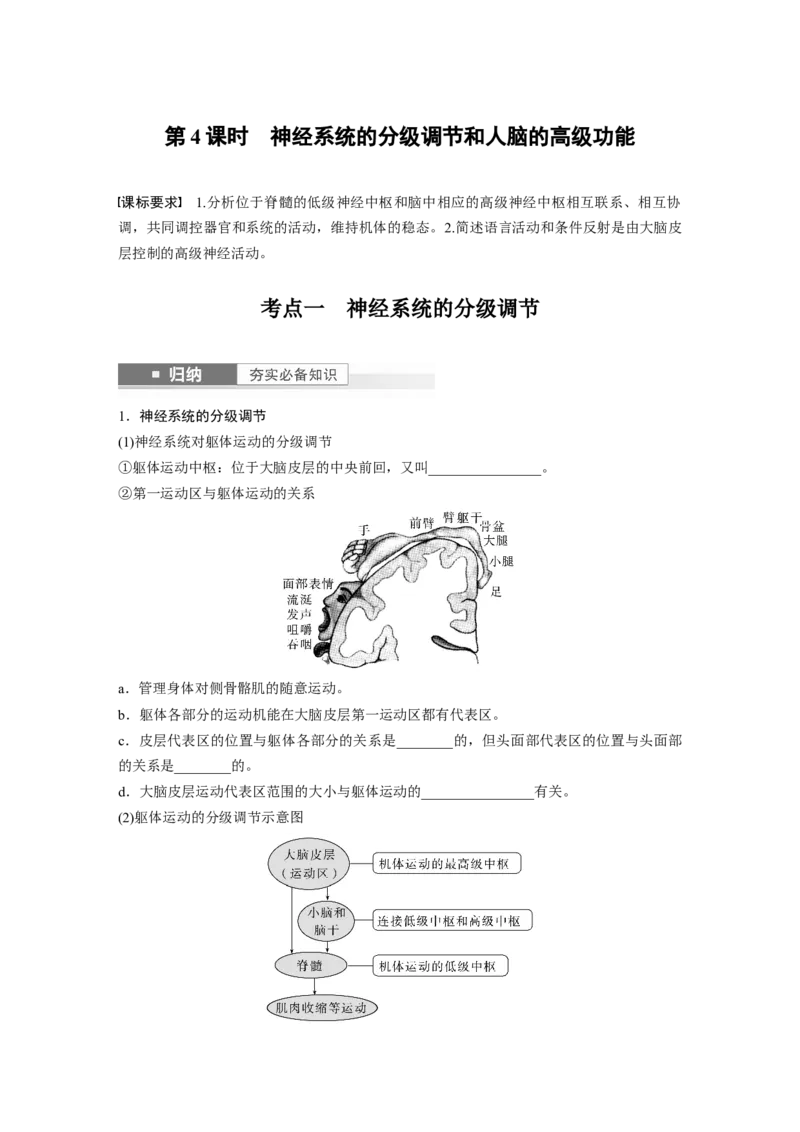 第8单元　第4课时　神经系统的分级调节和人脑的高级功能_2024年新高考资料_1.2024一轮复习_2024年高考生物一轮复习讲义（新人教版）_学生版在此文件夹_大一轮复习讲义