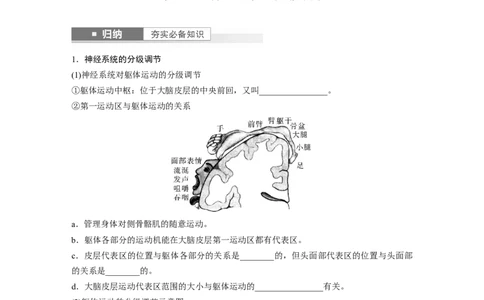 第8单元　第4课时　神经系统的分级调节和人脑的高级功能_2024年新高考资料_1.2024一轮复习_2024年高考生物一轮复习讲义（新人教版）_学生版在此文件夹_大一轮复习讲义