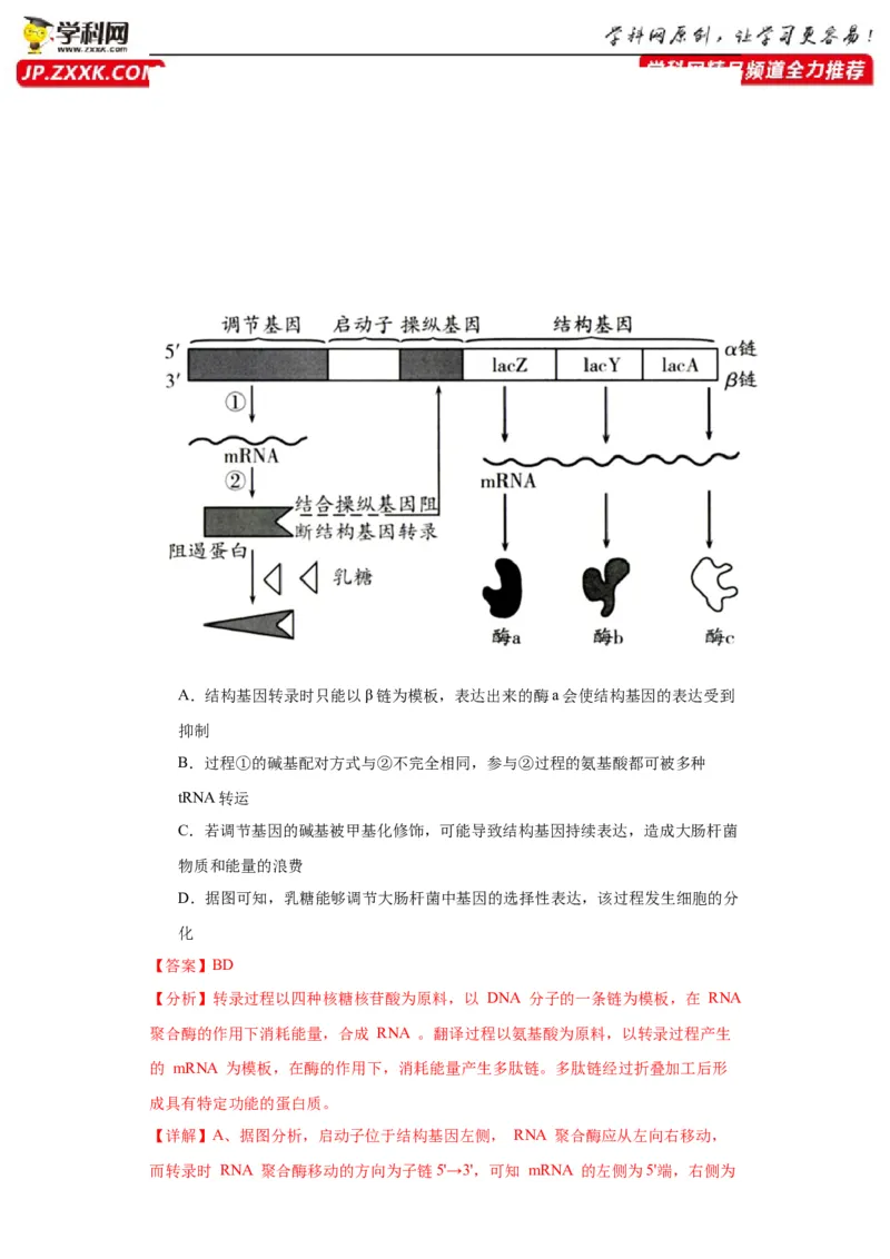 第六单元遗传的分子基础（测试卷）（解析版)_2024年新高考资料_3.2024专项复习_备战2024年高考生物一轮复习重难点专项突破
