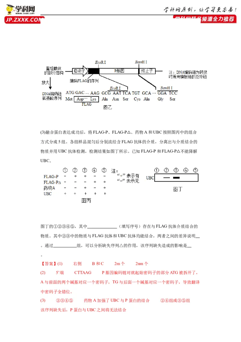 第六单元遗传的分子基础（测试卷）（解析版)_2024年新高考资料_3.2024专项复习_备战2024年高考生物一轮复习重难点专项突破