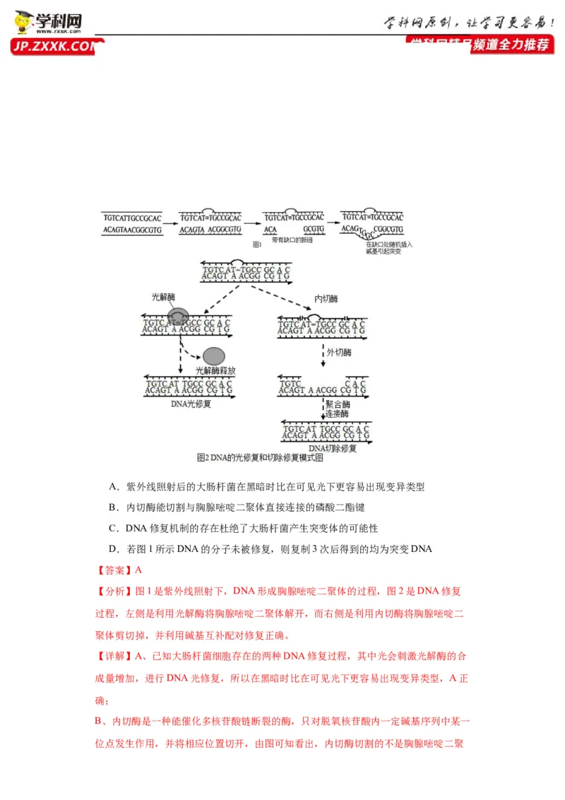第六单元遗传的分子基础（测试卷）（解析版)_2024年新高考资料_3.2024专项复习_备战2024年高考生物一轮复习重难点专项突破