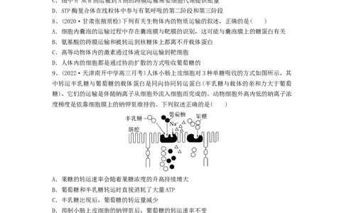 专题06细胞的物质输入和输出（精练）（原卷版）_新高考复习资料_2024年新高考复习资料_一轮复习资料_完备战2024年高考生物一轮复习串讲精练（新高考专用）_精练