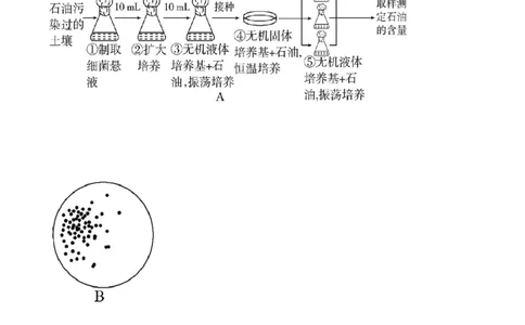 第十单元生物技术与工程（测试）（原卷版）_2024年新高考资料_1.2024一轮复习_2024年高考生物一轮复习讲练测（新教材新高考）