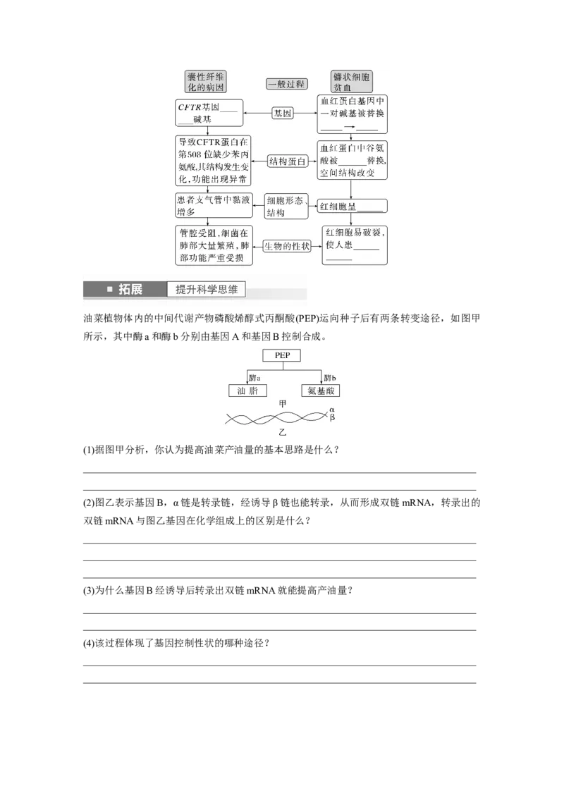 第6单元　第4课时　基因表达与性状的关系_2024年新高考资料_1.2024一轮复习_2024年高考生物一轮复习讲义（新人教版）_学生版在此文件夹_大一轮复习讲义_第六单元　遗传的物质基础