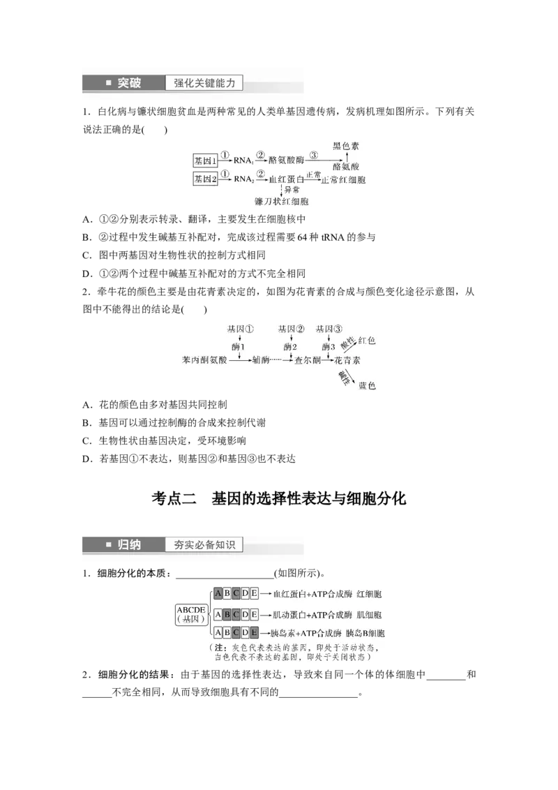 第6单元　第4课时　基因表达与性状的关系_2024年新高考资料_1.2024一轮复习_2024年高考生物一轮复习讲义（新人教版）_学生版在此文件夹_大一轮复习讲义_第六单元　遗传的物质基础