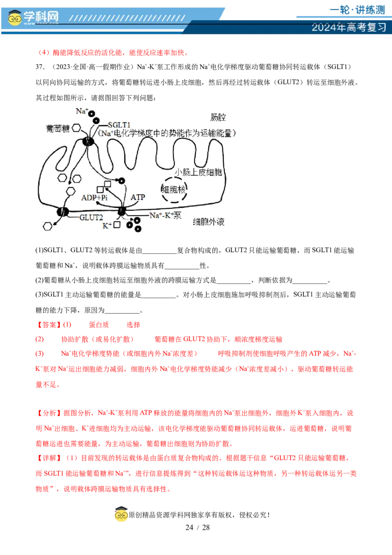 第三单元细胞的能量供应和利用（测试）（解析版）_2024年新高考资料_1.2024一轮复习_2024年高考生物一轮复习讲练测（新教材新高考）