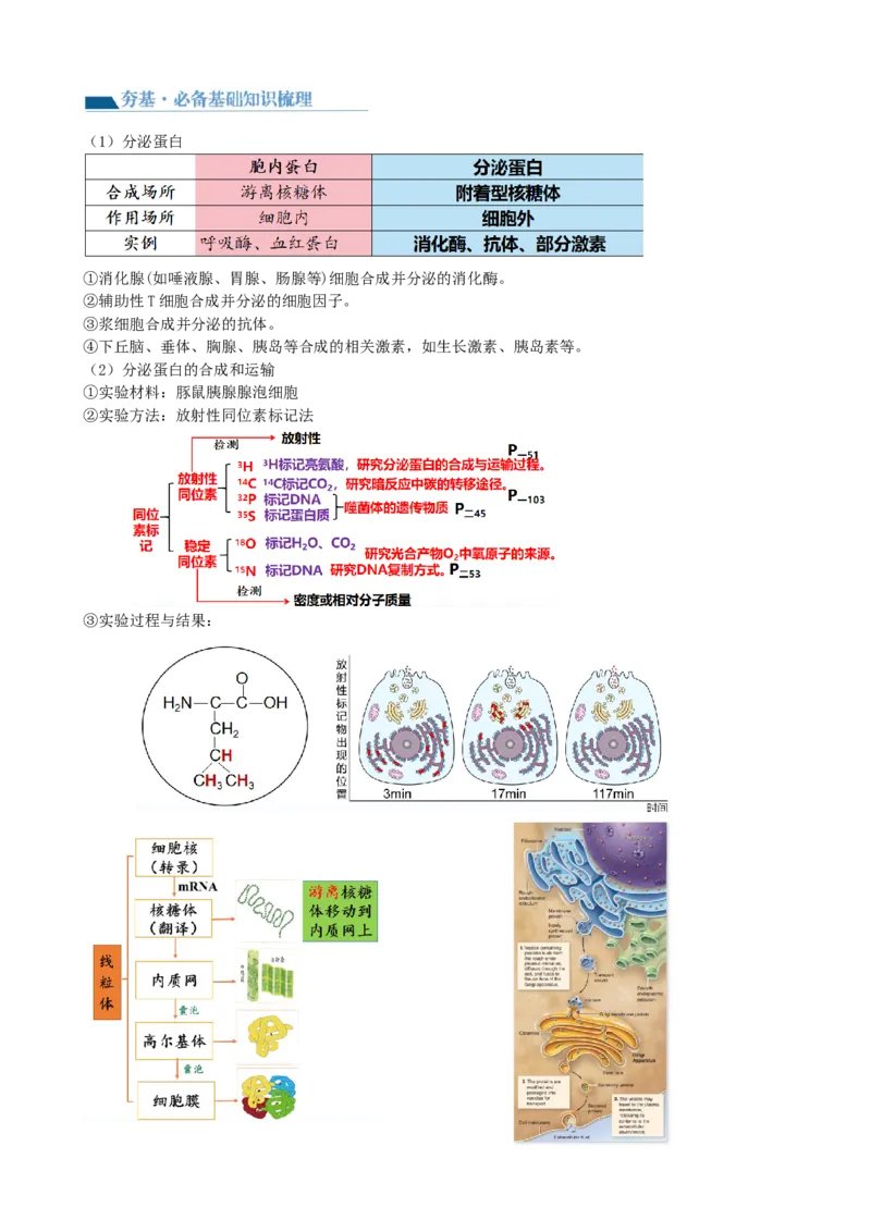 第6讲细胞质和生物膜系统（讲义）（学生版）_2024年新高考资料_1.2024一轮复习_2024年高考生物一轮复习讲练测（新教材新高考）