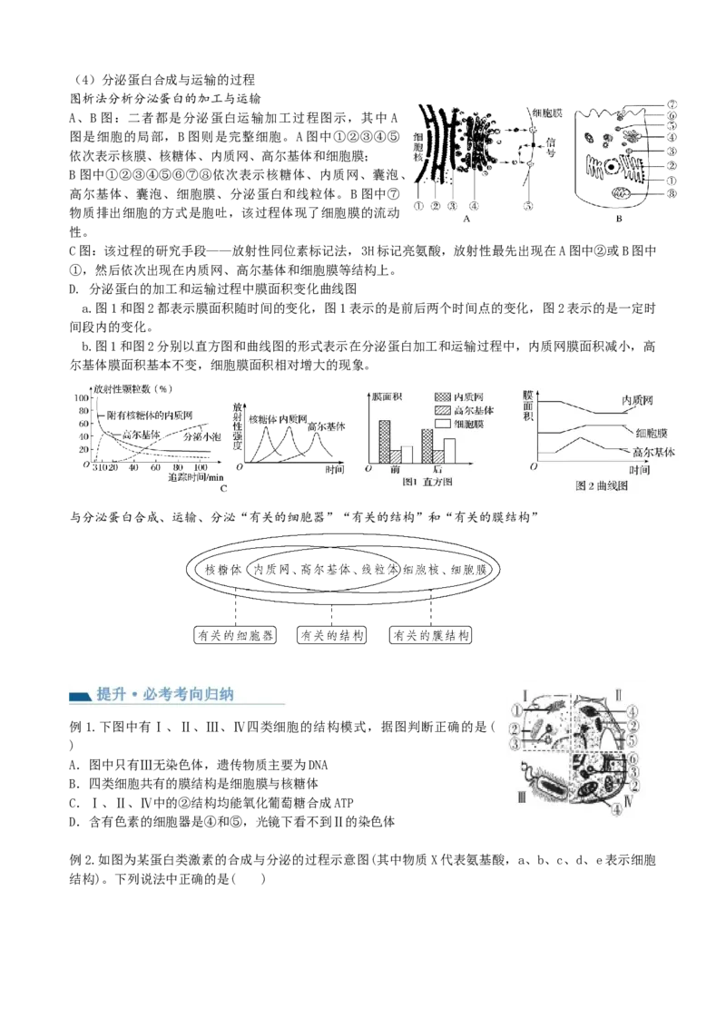 第6讲细胞质和生物膜系统（讲义）（学生版）_2024年新高考资料_1.2024一轮复习_2024年高考生物一轮复习讲练测（新教材新高考）