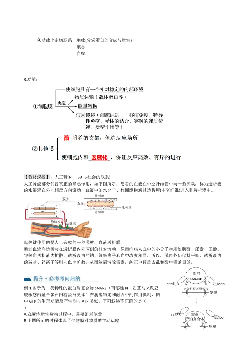 第6讲细胞质和生物膜系统（讲义）（学生版）_2024年新高考资料_1.2024一轮复习_2024年高考生物一轮复习讲练测（新教材新高考）