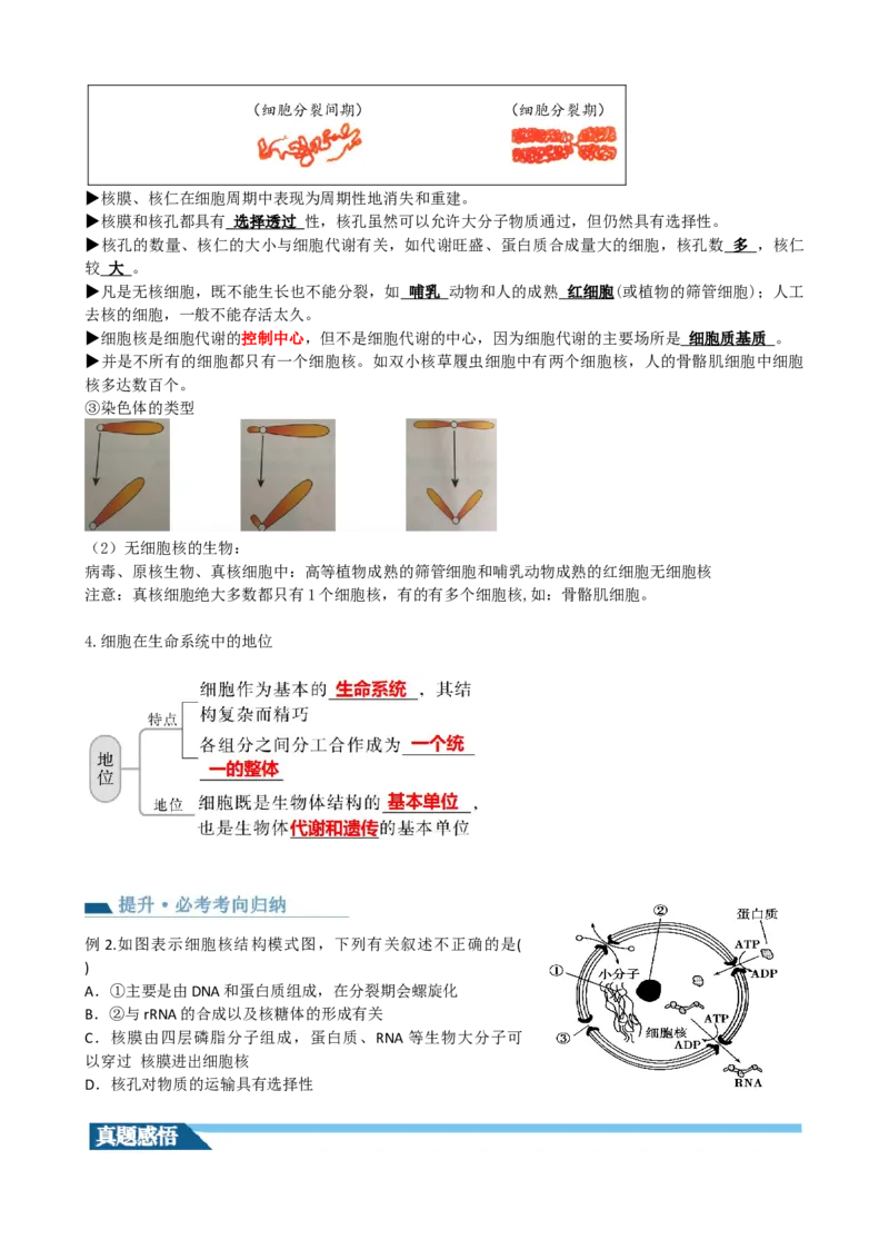 第5讲细胞膜和细胞核（讲义）（学生版）_2024年新高考资料_1.2024一轮复习_2024年高考生物一轮复习讲练测（新教材新高考）