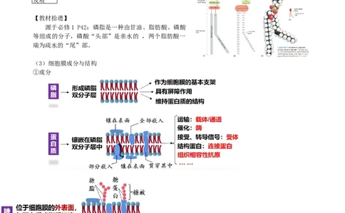 第5讲细胞膜和细胞核（讲义）（学生版）_2024年新高考资料_1.2024一轮复习_2024年高考生物一轮复习讲练测（新教材新高考）