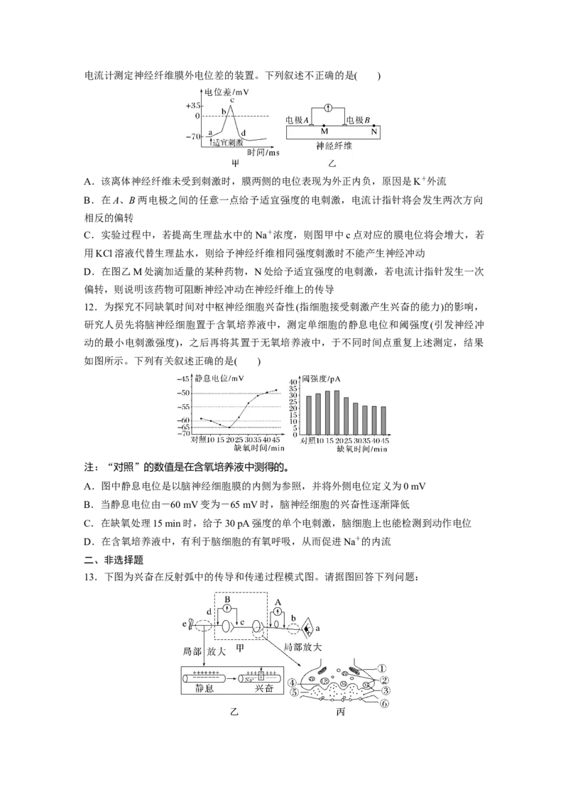 第8单元　课时练3　神经冲动的产生、传导和传递_2024年新高考资料_1.2024一轮复习_2024年高考生物一轮复习讲义（新人教版）_学生版在此文件夹_一轮复习69练_第八单元　生命活动的调节