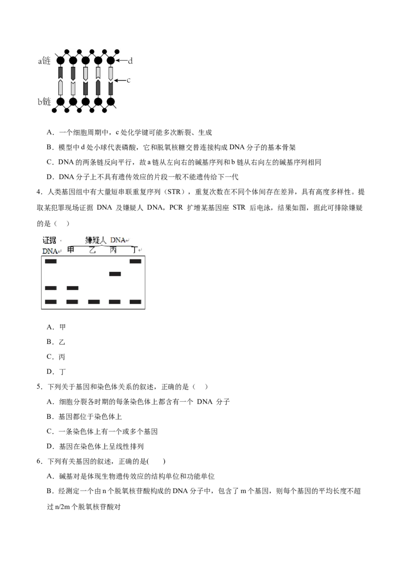 考点通关卷21DNA分子的结构、复制与基因的本质（原卷版）_2024年新高考资料_1.2024一轮复习_2024年高考生物一轮复习考点通关卷（新高考通用）