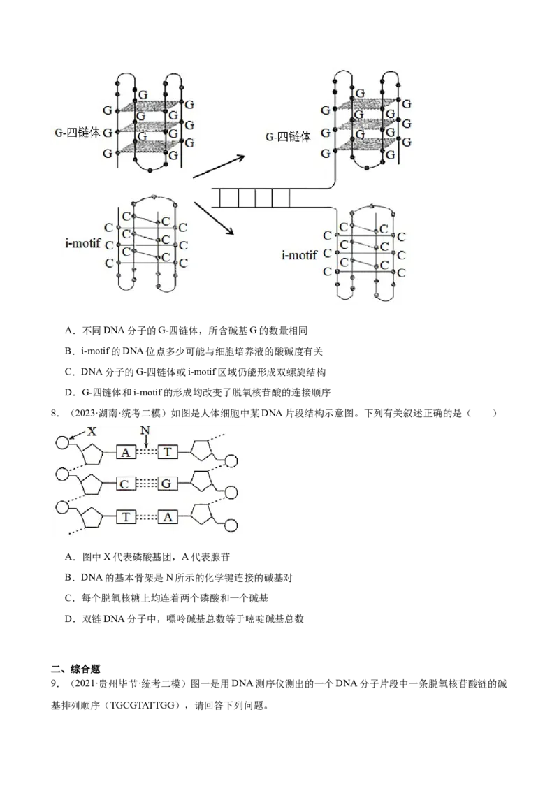 考点通关卷21DNA分子的结构、复制与基因的本质（原卷版）_2024年新高考资料_1.2024一轮复习_2024年高考生物一轮复习考点通关卷（新高考通用）