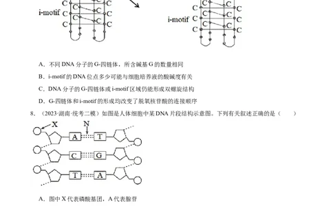 考点通关卷21DNA分子的结构、复制与基因的本质（原卷版）_2024年新高考资料_1.2024一轮复习_2024年高考生物一轮复习考点通关卷（新高考通用）
