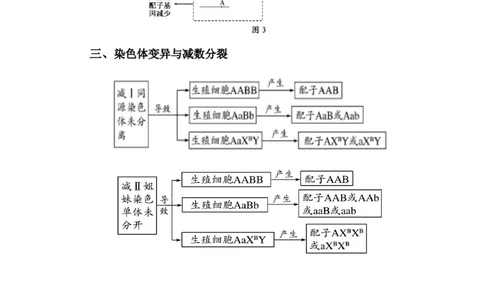 专题04减数分裂过程异常的情况分析-备战2021年高考生物核心考点透析（原卷版）_新高考复习资料_2021年新高考资料_备战2021年高考生物核心考点透析