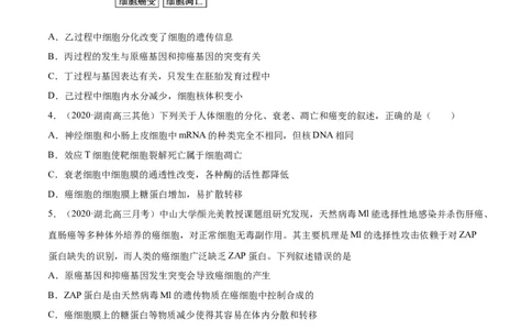 专题05细胞的分化、衰老、凋亡及癌变-2021年高考真题和模拟题生物分项汇编（原卷版）_新高考复习资料_2022年新高考复习资料_2021年高考真题和模拟题生物分项汇编7.30更新