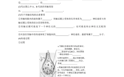 第8单元　第3课时　神经冲动的产生、传导和传递_2024年新高考资料_1.2024一轮复习_2024年高考生物一轮复习讲义（新人教版）_学生版在此文件夹_大一轮复习讲义_第八单元　生命活动的调节
