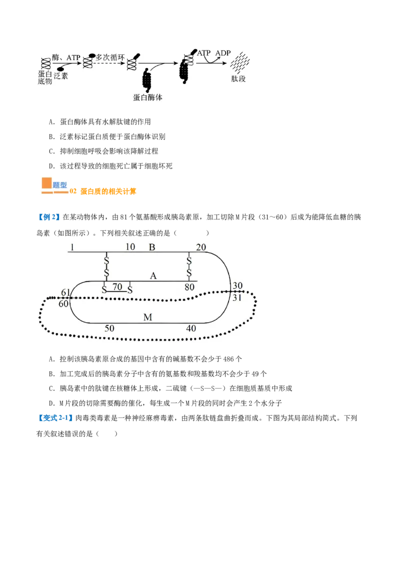 专题01细胞的概述及其组成分子（11大题型）（原卷版）_2025年新高考资料_一轮复习_备战2025年高考生物一轮复习题型全覆盖（新高考通用）