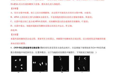 专题05有丝分裂和减数分裂-2020年高考真题和模拟题生物分项汇编（教师版含解析）_新高考复习资料_2022年新高考复习资料_2022年一轮复习最新版