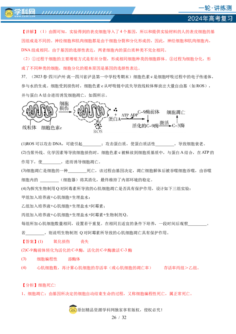 第四单元细胞的生命历程（测试）（解析版）_2024年新高考资料_1.2024一轮复习_2024年高考生物一轮复习讲练测（新教材新高考）