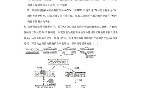 第六单元遗传的分子基础（测试卷）（原卷版)_2024年新高考资料_3.2024专项复习_备战2024年高考生物一轮复习重难点专项突破