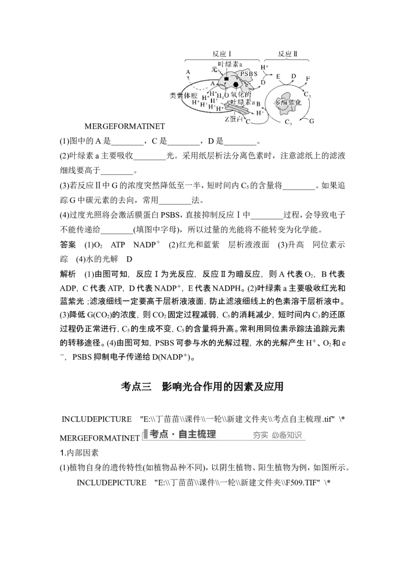 第9讲光合作用与能量转化_2024年新高考资料_1.2024一轮复习_2024年高考生物一轮复习讲义（新人教版）_另附1套Word版题库_必修1_第三单元细胞的能量供应和利用