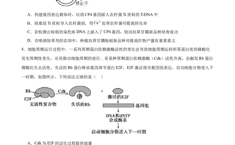 考点通关卷10光合作用（原卷版）_2024年新高考资料_1.2024一轮复习_2024年高考生物一轮复习考点通关卷（新高考通用）_考点通关卷10+光合作用-2024年高考生物一轮复习考点通关卷