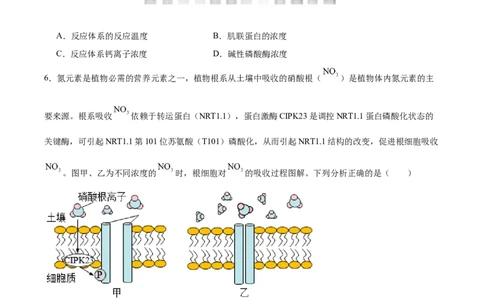 考点通关卷10光合作用（原卷版）_2024年新高考资料_1.2024一轮复习_2024年高考生物一轮复习考点通关卷（新高考通用）_考点通关卷10+光合作用-2024年高考生物一轮复习考点通关卷