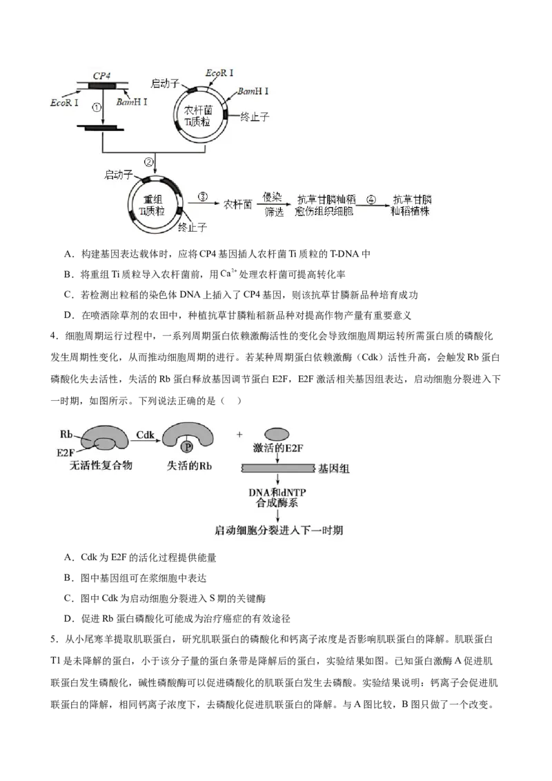 考点通关卷10光合作用（原卷版）_2024年新高考资料_1.2024一轮复习_2024年高考生物一轮复习考点通关卷（新高考通用）_考点通关卷10+光合作用-2024年高考生物一轮复习考点通关卷