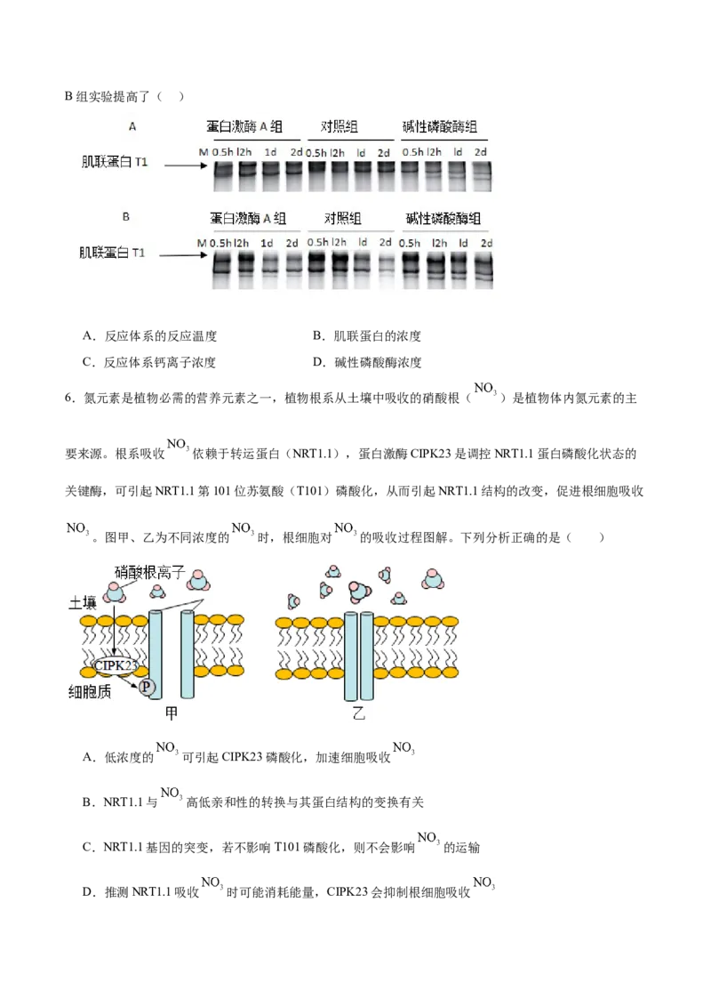 考点通关卷10光合作用（原卷版）_2024年新高考资料_1.2024一轮复习_2024年高考生物一轮复习考点通关卷（新高考通用）_考点通关卷10+光合作用-2024年高考生物一轮复习考点通关卷